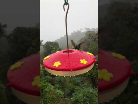 Hummingbird feeders in San Gerardo de Dota