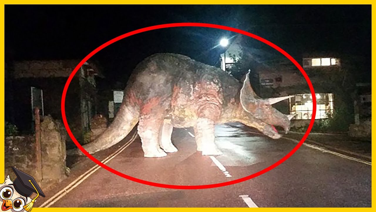 10 Animais Extintos que as pessoas acreditam que ainda existem