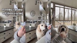 Dogs React To Me Pretending To Fall Asleep With Cheese In My Hand