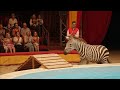 Zebra Performance In Circus