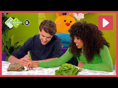 SCHILDPADDEN 🐢 | Zin in Zappelin | NPO Zappelin