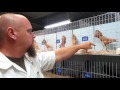 Fairfield Eastern Classic Pigeon Show 2016
