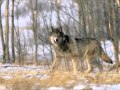 Sergey Prokofiev - Pierre et le loup / Peter and the Wolf / Петя и волк / Pedro y el lobo