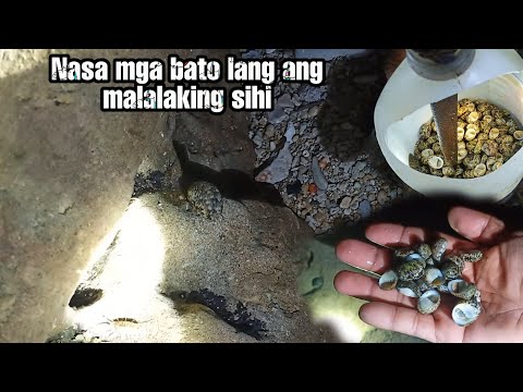 Pangunguha ng Sihi Shell sa gabi nasa mga malalaking bato ang malalaking Sihi Shell | Pt.122