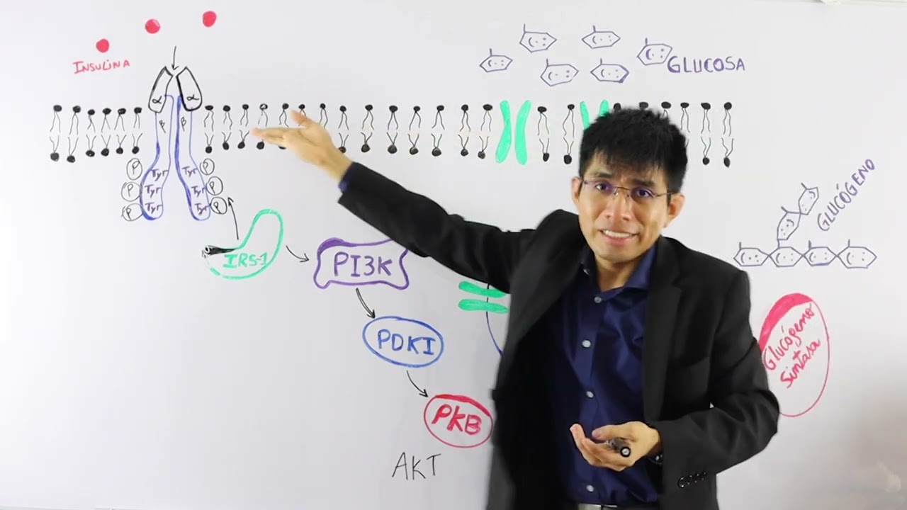 Señalización de la insulina [Transporte de glucosa por GLUT4]