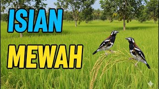 Download lagu Masteran Anis Kembang full Isian Tembakan Durasi Panjang Suara Mewah Gacor Ngeplong Teler mp3