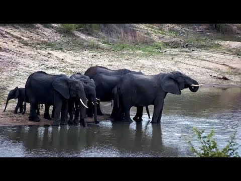 Elephant Herd Drinking and Eating at the Dam 11/3/ 25