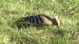 preview picture of video 'Hoopoe at Hill Farm, Willington, last day before leaving - October 2014'