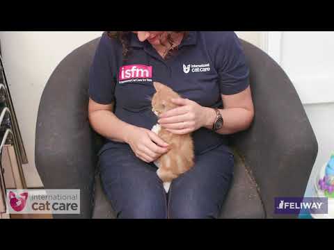 Handling kittens - YouTube