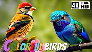The Most Colorful Birds in the World  Breathtaking