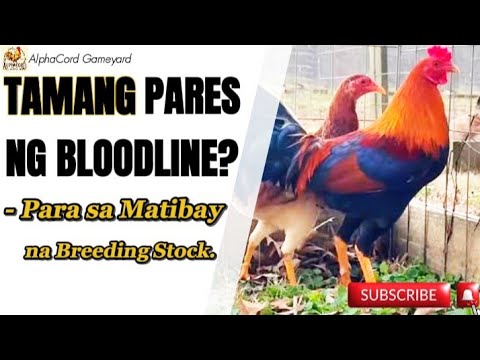 Mga Bloodline ng Manok na Pinakamagandang I-pares para sa Breeding #manok #breedingtips #chicken