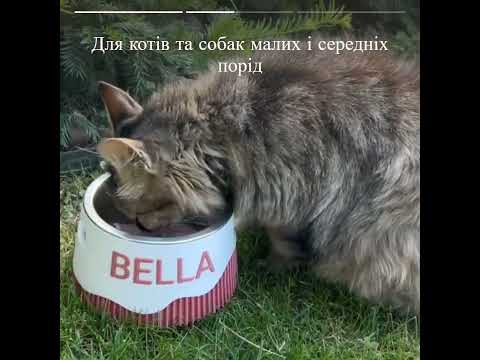 Миска для собак и кошек с именем питомца 3D More 200 мл, салатовый - фото 1 - id-p3227205367