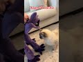 Catnap VS Real Cat Fnafplush Fnafplushies Catnap Plushtoys Plushvideos
