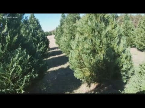 VERIFY: Do Christmas trees trigger allergies?