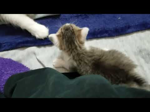 3 week old kitten learning to pounce