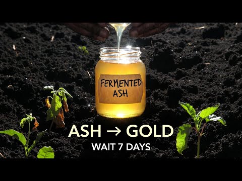 Diese EINE Fermentation verwandelt Holzasche in flüssiges Gartengold – ein uralter Bodentrick.