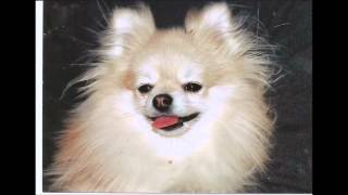 Borrowed Men-Court Days...Lloyd Cole and the Commotions- From the Hip