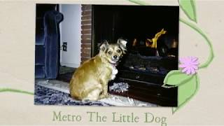 Metro the Little Dog by Susie Slanina