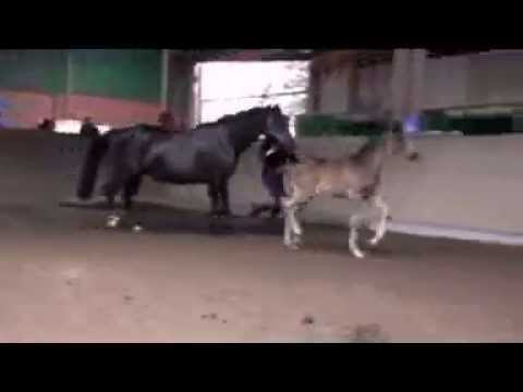 Hengstfohlen von Fantastic - Weltmeyer - Cardinal xx