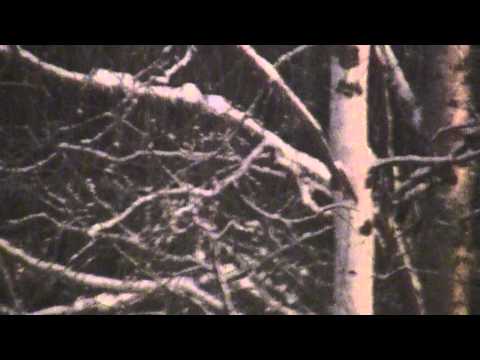 Sparrows and cold of - 26 :(