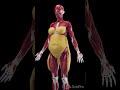 Understanding Subcutaneous Fat In Women Anatomy Meded 3danimation