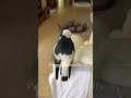 The Australian magpie who barks more than my dog