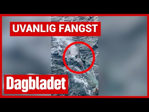 Skulle fange torsk, men den norske fiskelykken tok en trist vending. Hva gjemte seg i garnet?