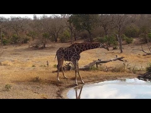 Djuma: Lone Giraffe(with stumped tail) drinking - 08:21 - 08/22/19