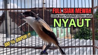 Download lagu burung cendet gacor BONGKAR MATERI MEWAH,, PANCINGAN CENDET AGAR BUNYI jadikan BURUNG PENTET GACOR mp3