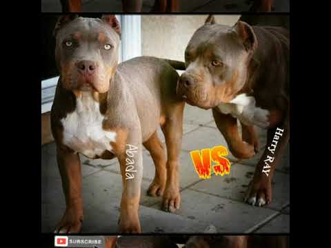 Гарри ё Абада Abada VS Harry RAY