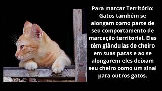 @BigodinhosePatinhas-q8j Venha conhecer um pouco mais sobre esses bigodinhos maluquinhos