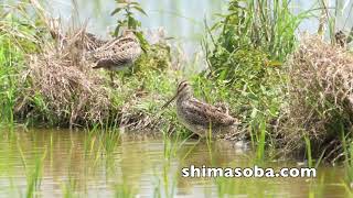 毎日ハリオシギとチュウジシギ(動画あり)