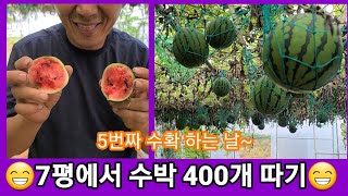 수박먹다 질려 죽기 직전 7평에서 400개따기~비닐하우스 텃밭수박 재배방법 애플수박 흑수박 잘익은 수박 고르…