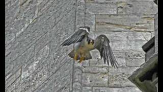preview picture of video 'Peregrine Falcons @ Worcester UK 2008'