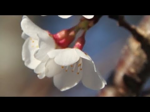 An American Elegy by Frank Ticheli