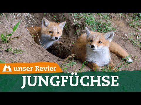 With these tips, you can successfully hunt young foxes | Fox hunting | Predatory game | our terri...