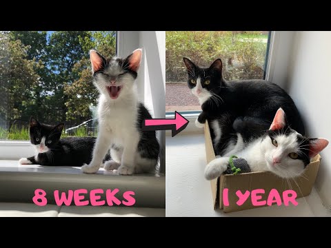 image-Ist eine 1-jährige Katze ein Kätzchen?
