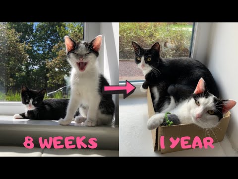 8 Week Kittens to 1 Year Old Cats | Meet Yoshi and Luna | Introducing our Cats