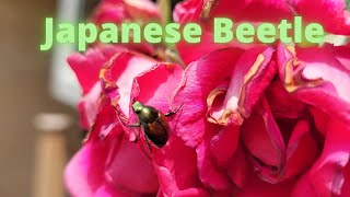 Getting Rid Of Invasive Japanese Beetles From Destroying My Rose Bush