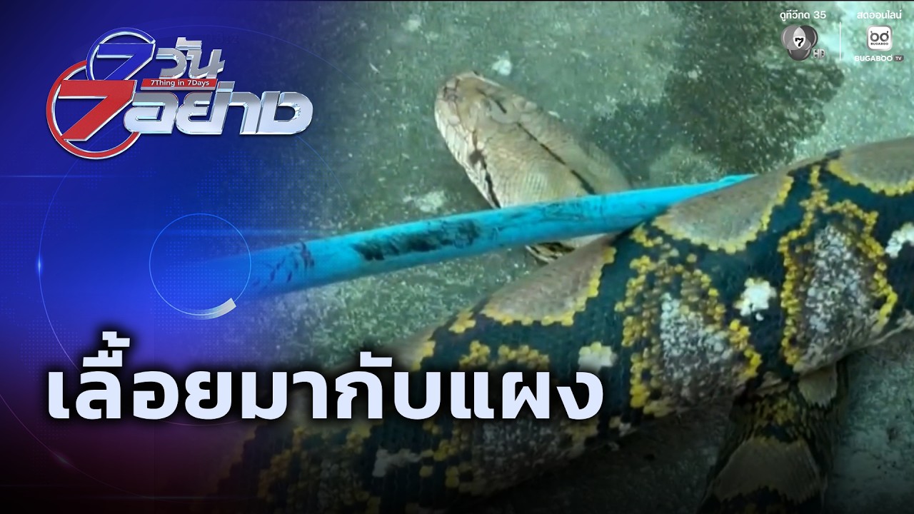 เลื้อยมากับแผง | 7 วัน 7 อย่าง