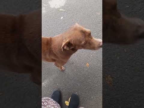 Community Dogs | T.Nagar | Browny