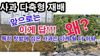 사과 다축형 재배. 앞으로는 이게 답... 왜? 특히 텃밭에 심은 사과는 이게 답(사과나무 재배, 사과나무 …