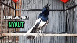 Download lagu SUARA BURUNG kacer gacor NGEPLONG tarung ini paling ampuh buat PANCINGAN KACER agar EMOSI NYAUT mp3