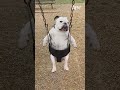Not A Single Ounce Of Fun Was Had Afv Funny Babies Dogs Shorts