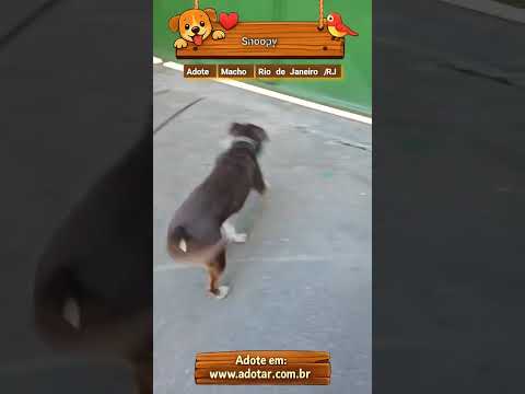 Vídeo de Snoopy
