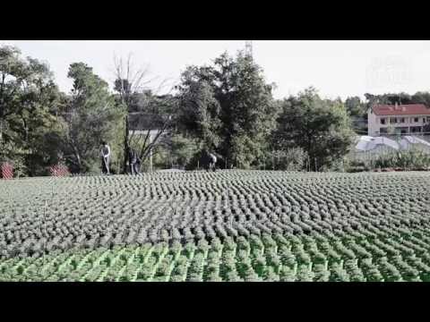 Skötselråd för lavendel - hur du sköter och tar hand om