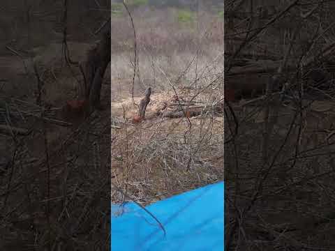 Sertão da Paraíba. Dona Inês