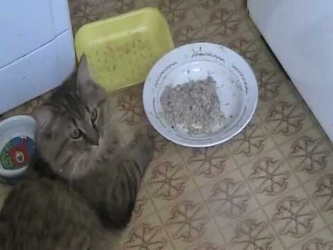 Кошки: Ужин Табба