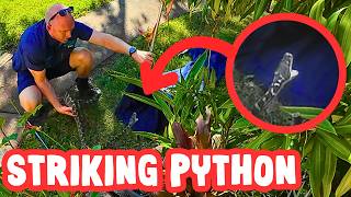 This Snake Was NOT Happy!