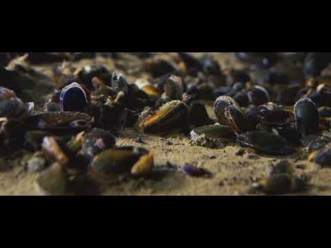 De Wereld van het WAD - Mossel (VO)